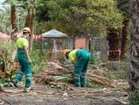Mogán complementa el mantenimiento diario de parques y jardines con una campaña de choque