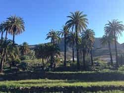 El Cabildo rehabilita el palmeral de Veneguera LQ RehPalmeralVenegueraCabildo01