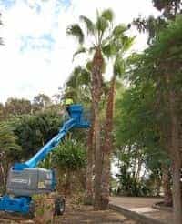 Mogán amplía el sistema para controlar la plaga de insectos en los árboles