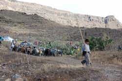 La Romería de Mogán acoge a una multitud de romeros para celebrar 200 años de historia