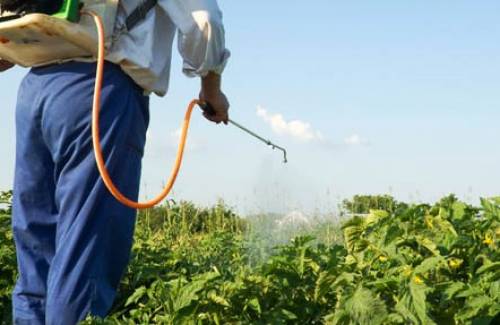 Mogán celebra un curso de manipulador de productos fitosanitarios