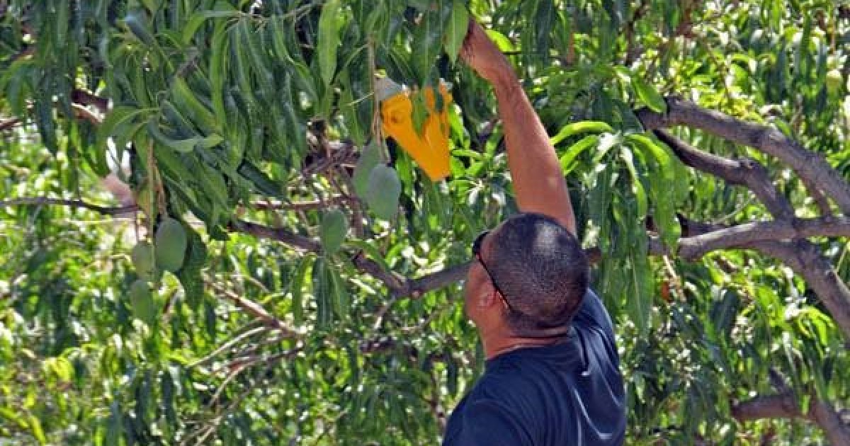 107 agricultores de Mogán se benefician  de la campaña contra la mosca de la fruta