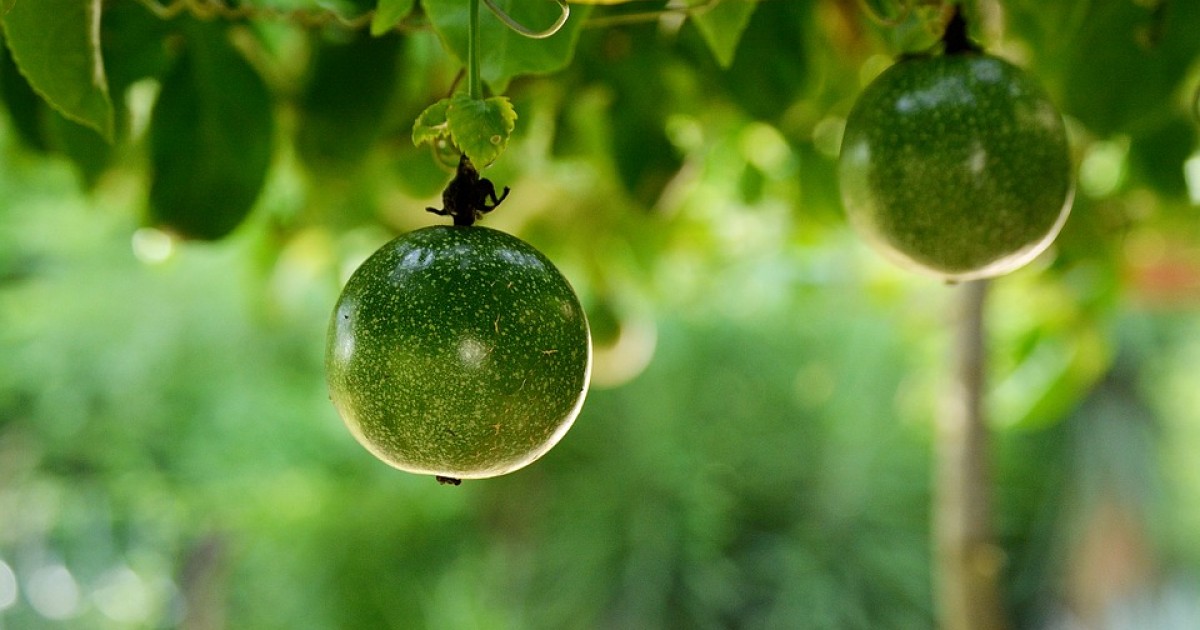 Mogán celebra una charla sobre el cultivo del maracuyá