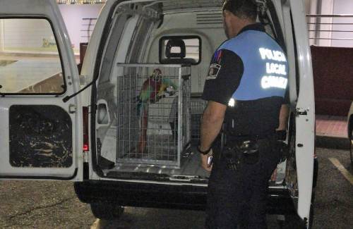 La Policía Local de Mogán impide que 2 loros sean usados como reclamo turístico