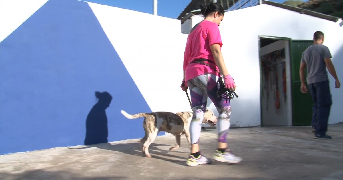 Mogán continúa su compromiso por el bienestar y protección de los animales