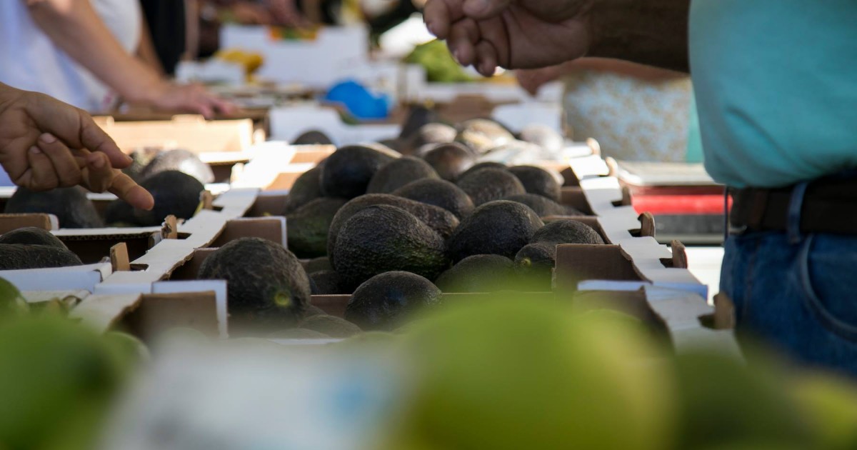 El Ayuntamiento de Mogán continúa apostando por la formación de sus agricultores con 13 cursos y charlas