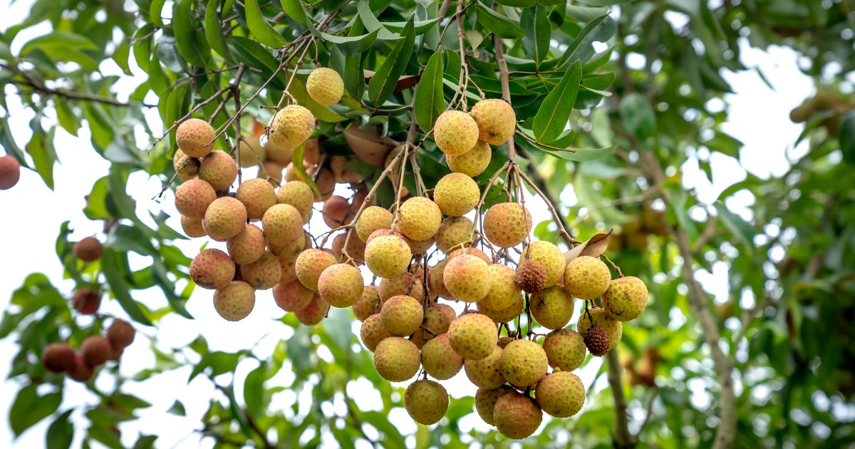 Mogán distribuye 100 árboles de longan a los agricultores del municipio