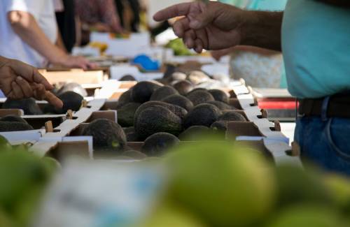 El Ayuntamiento de Mogán continúa apostando por la formación de sus agricultores con 13 cursos y charlas