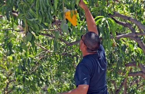 Mogán subvenciona mosqueros para la cuarta campaña de control de la mosca de la fruta