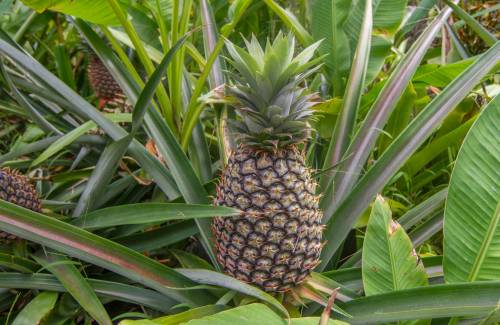 Mogán acogerá el 30 de octubre una charla formativa sobre el cultivo de la piña tropical