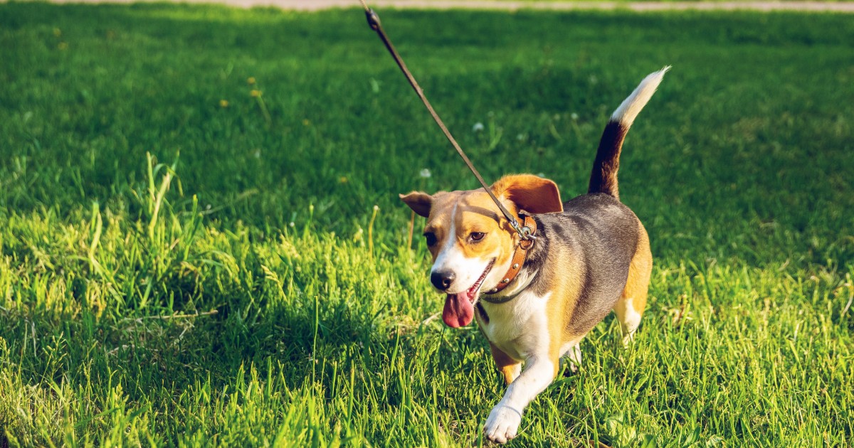 COMUNICADO. Coronavirus y animales de compañía
