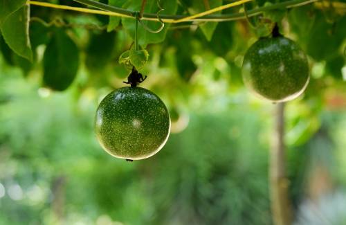 Mogán celebra una charla sobre el cultivo del maracuyá