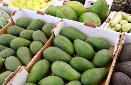 Mogán acogerá una charla formativa sobre fruticultura el 16 de octubre