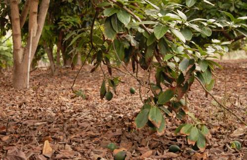 Mogán acoge un curso formativo sobre la poda del aguacate