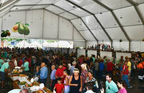 El aguacate reina en Arguineguín  con 6 toneladas a la venta  y 10.000 asistentes en su feria