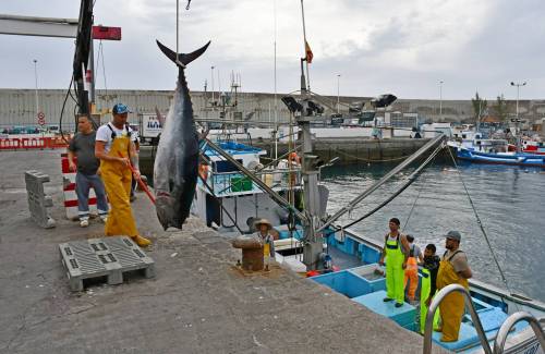 Mogán celebra el aumento de la cuota de captura de atún rojo
