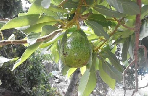 Mogán celebra un curso de poda e injerto de árboles frutales