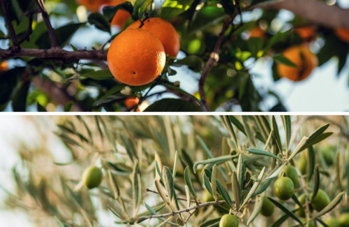 Mogán lanza por primera vez una campaña para combatir la polilla en cítricos y olivos