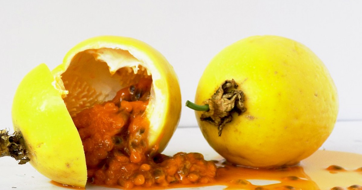 Mogán promueve el cultivo de maracuyá entre los agricultores del municipio