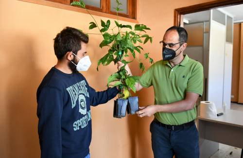 El Ayuntamiento de Mogán entrega plantas de maracuyá a 65 agricultores del municipio
