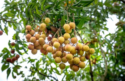 Mogán distribuye 100 árboles de longan a los agricultores del municipio