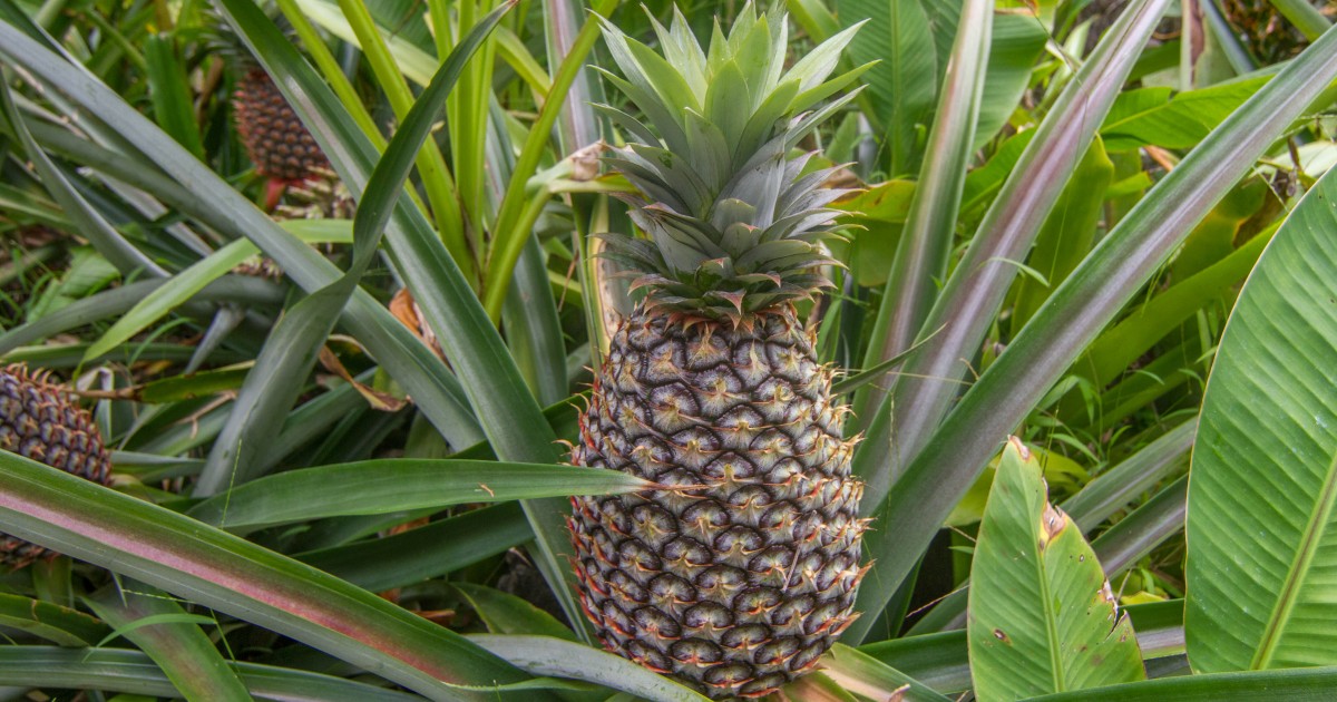 Mogán acogerá el 30 de octubre una charla formativa sobre el cultivo de la piña tropical