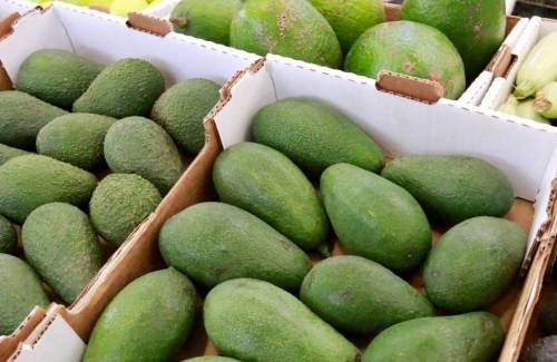 Mogán celebrará el 3 de noviembre una charla formativa sobre la rentabilidad del aguacate