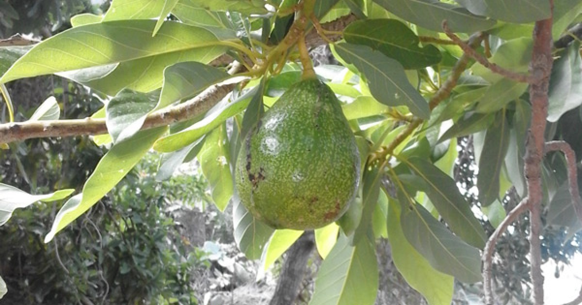 Mogán celebra un curso de poda e injerto de árboles frutales