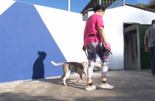 Mogán continúa su compromiso por el bienestar y protección de los animales