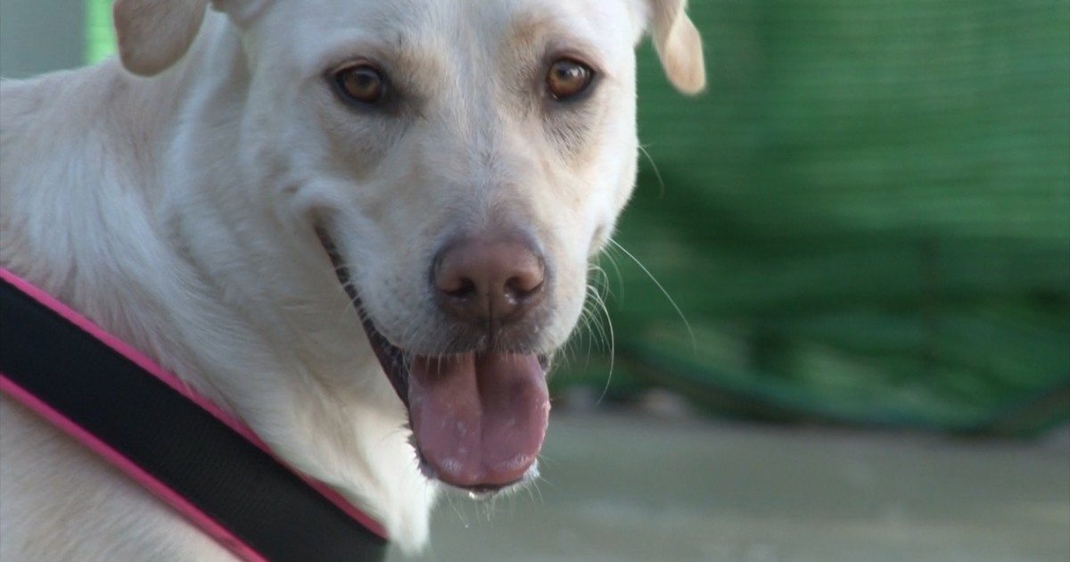 Mogán a la cabeza en el control  municipal de animales abandonados