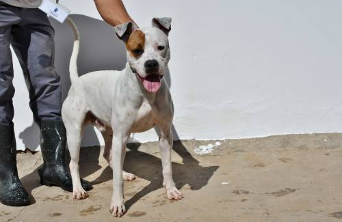 El Ayuntamiento de Mogán promueve la adopción de perros a través de su perfil en Facebook