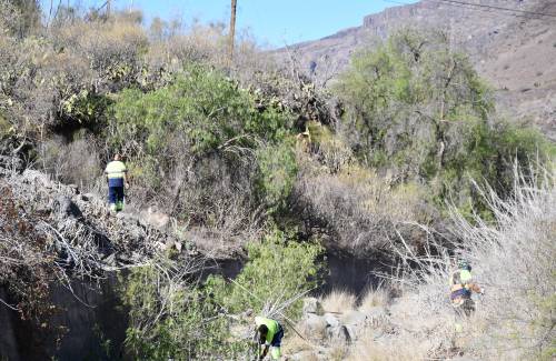 Mogán limpia de cañas sus barrancos como medida preventiva ante incendios