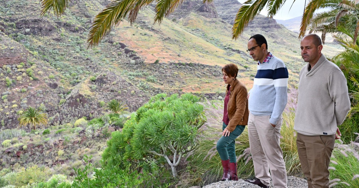 Mogán lidera en Gran Canaria la limpieza y reforestación de barrancos a través del Fondo Verde Forestal del Cabildo