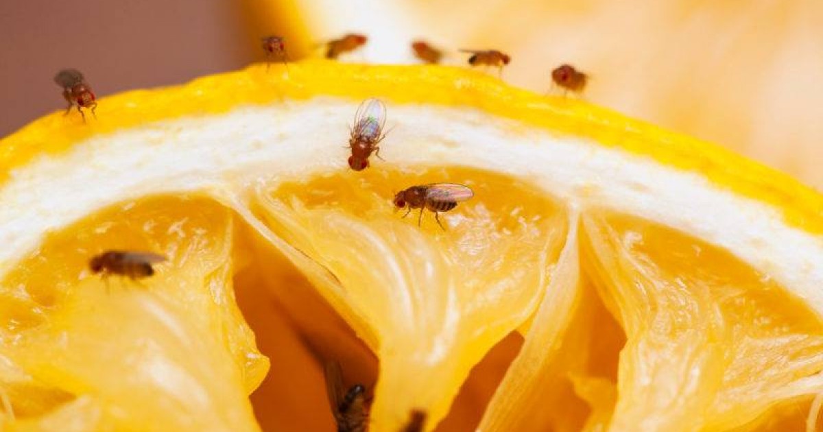 Mogán reparte a 70 pequeños agricultores mosqueros en la campaña del control de la mosca de la fruta